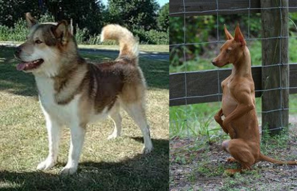 Podenco Andaluz vs Greenland Dog - Breed Comparison