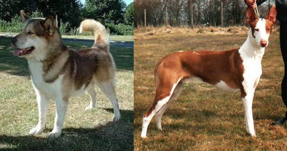 Podenco Canario vs Greenland Dog - Breed Comparison