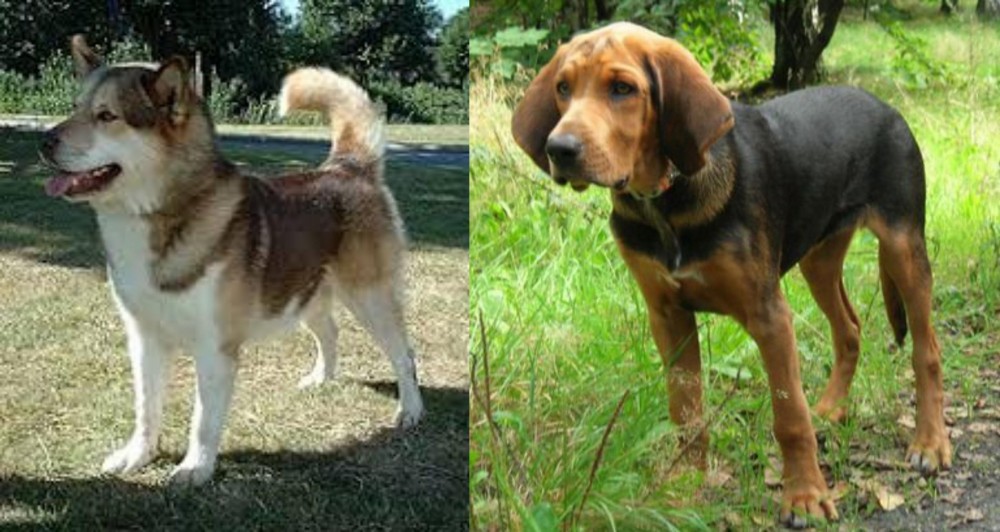Polish Hound vs Greenland Dog - Breed Comparison