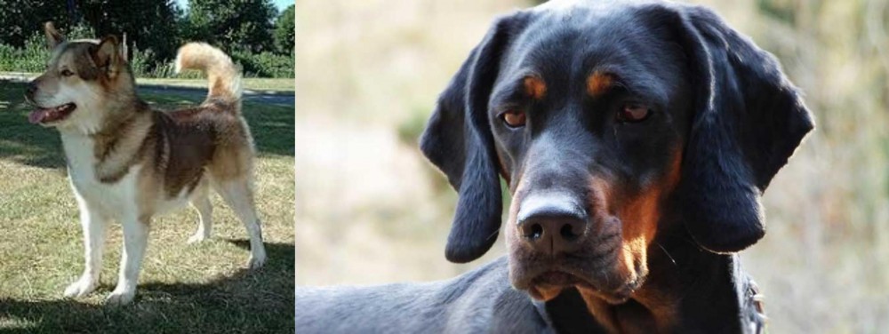 Polish Hunting Dog vs Greenland Dog - Breed Comparison