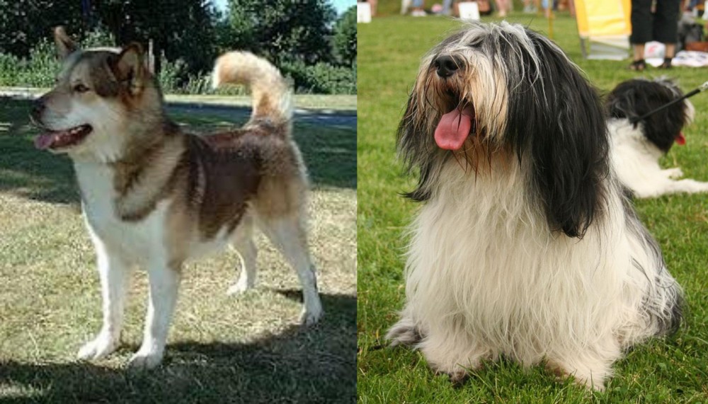 Polish Lowland Sheepdog vs Greenland Dog - Breed Comparison