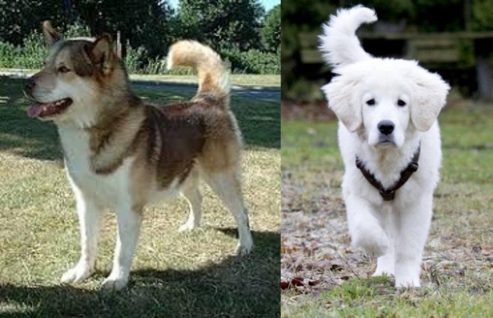 Polish Tatra Sheepdog vs Greenland Dog - Breed Comparison