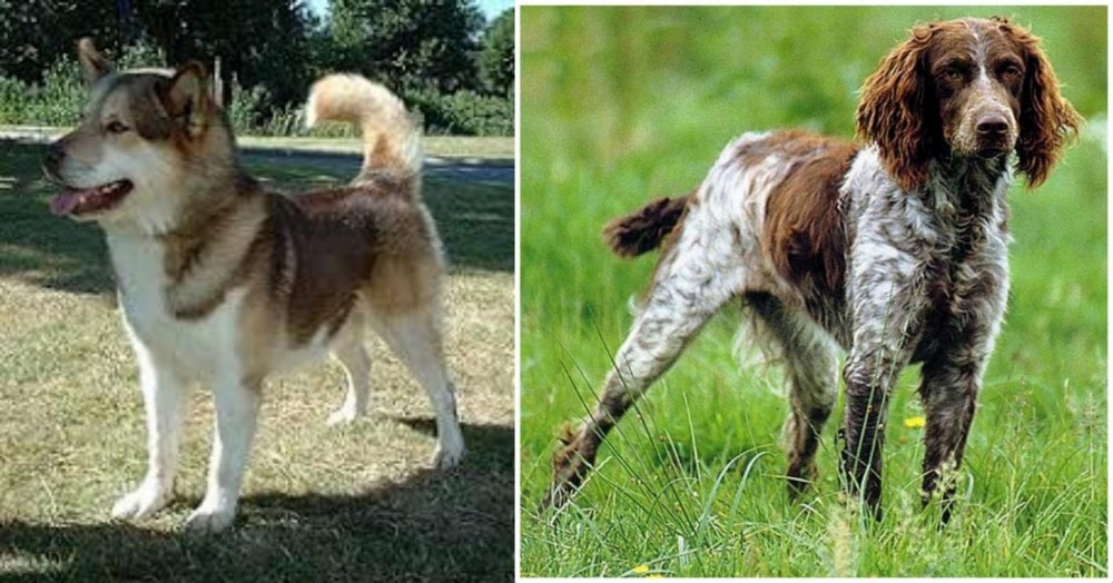 Pont-Audemer Spaniel vs Greenland Dog - Breed Comparison