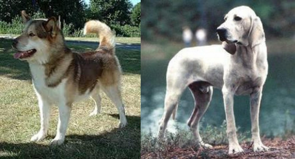 Porcelaine vs Greenland Dog - Breed Comparison