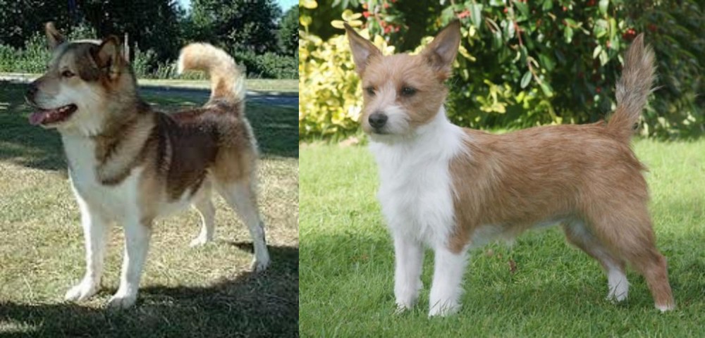 Portuguese Podengo vs Greenland Dog - Breed Comparison