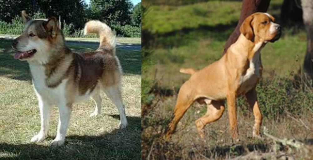 Portuguese Pointer vs Greenland Dog - Breed Comparison