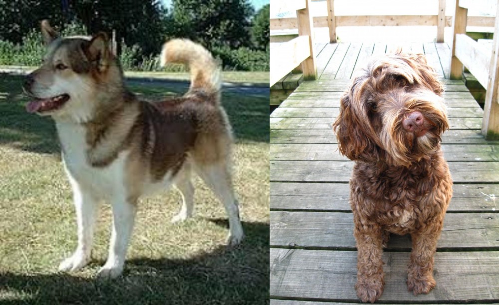 Portuguese Water Dog vs Greenland Dog - Breed Comparison