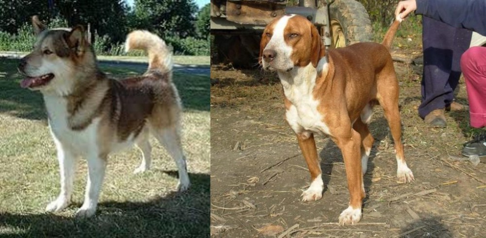 Posavac Hound vs Greenland Dog - Breed Comparison