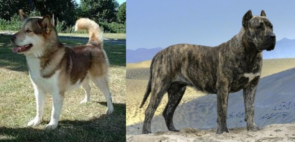 Presa Canario vs Greenland Dog - Breed Comparison