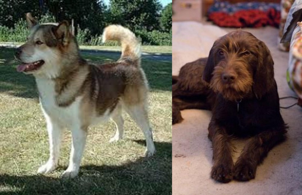 Pudelpointer vs Greenland Dog - Breed Comparison
