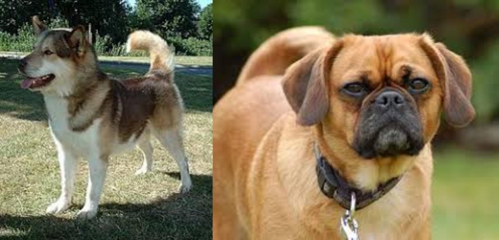 Pugalier vs Greenland Dog - Breed Comparison