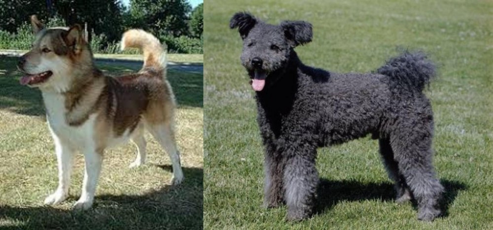 Pumi vs Greenland Dog - Breed Comparison