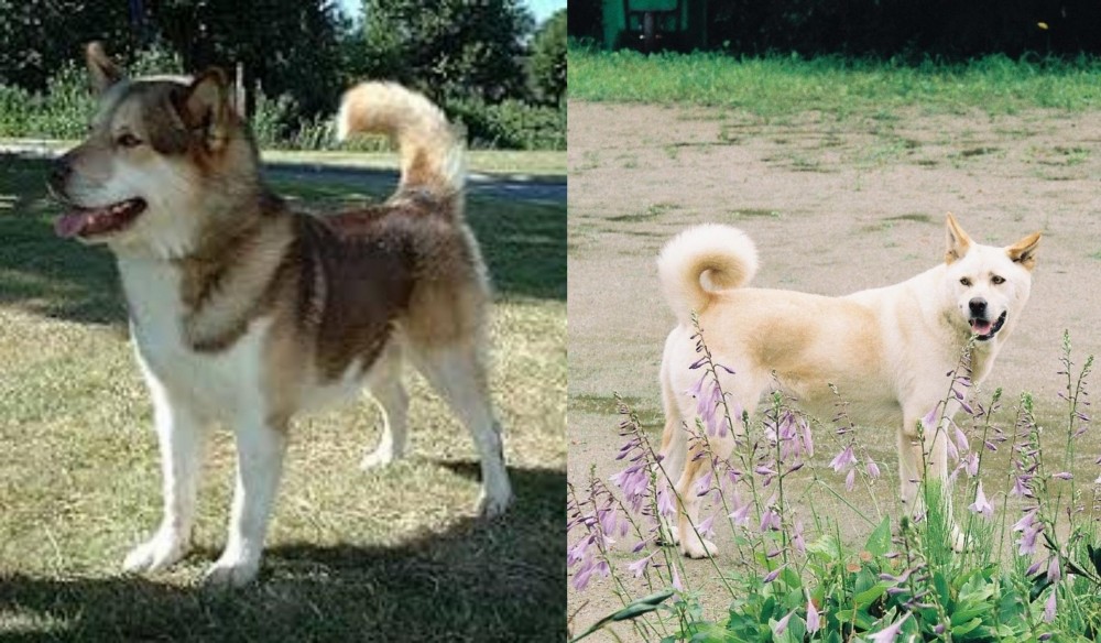 Pungsan Dog vs Greenland Dog - Breed Comparison