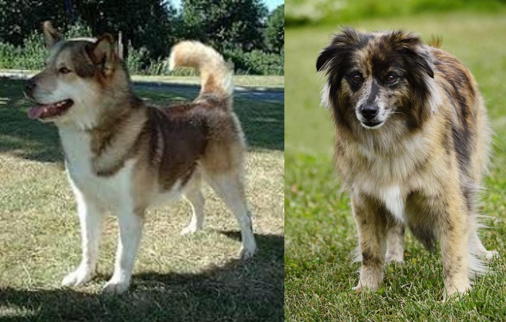 Pyrenean Shepherd vs Greenland Dog - Breed Comparison