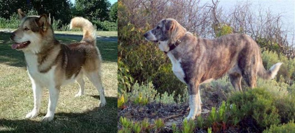 Rafeiro do Alentejo vs Greenland Dog - Breed Comparison
