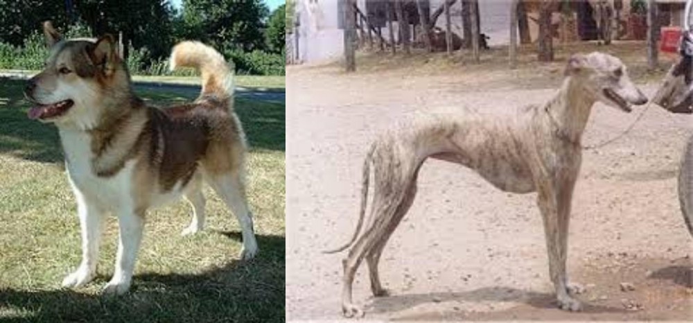 Rampur Greyhound vs Greenland Dog - Breed Comparison