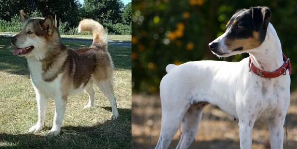 Ratonero Bodeguero Andaluz vs Greenland Dog - Breed Comparison