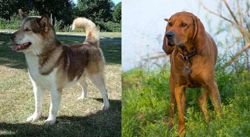 Redbone Coonhound vs Greenland Dog - Breed Comparison