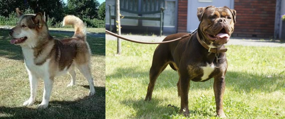 Renascence Bulldogge vs Greenland Dog - Breed Comparison