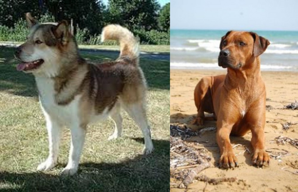 Rhodesian Ridgeback vs Greenland Dog - Breed Comparison