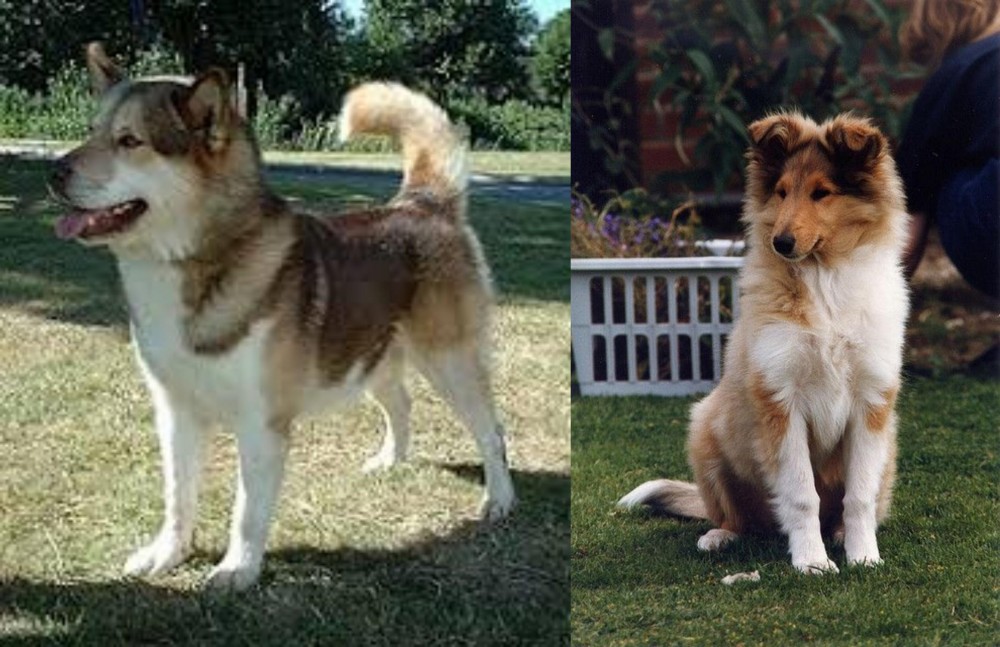 Rough Collie vs Greenland Dog - Breed Comparison