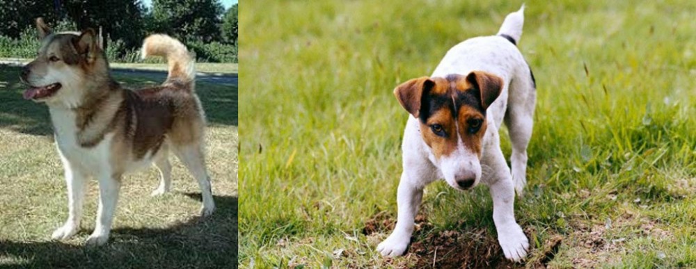 Russell Terrier vs Greenland Dog - Breed Comparison