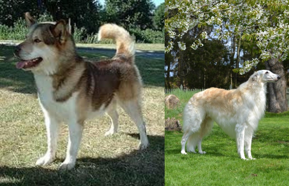 Russian Hound vs Greenland Dog - Breed Comparison