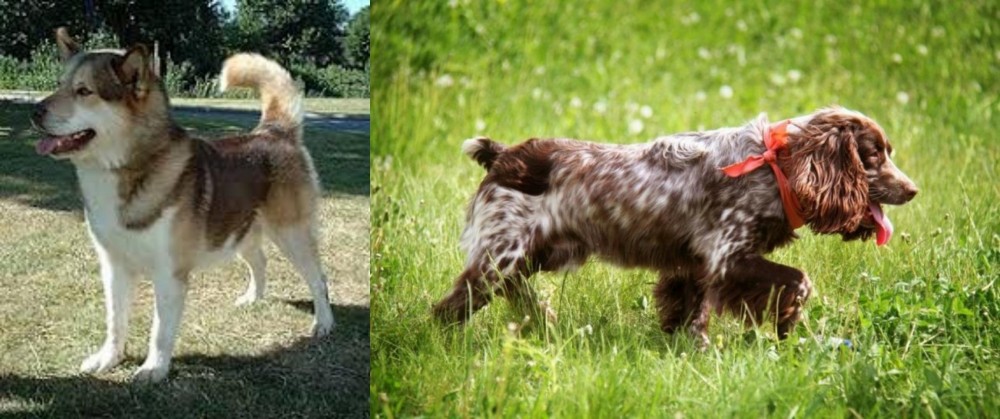 Russian Spaniel vs Greenland Dog - Breed Comparison