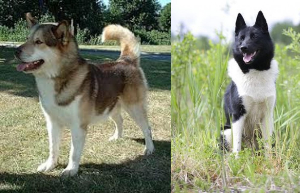 Russo-European Laika vs Greenland Dog - Breed Comparison