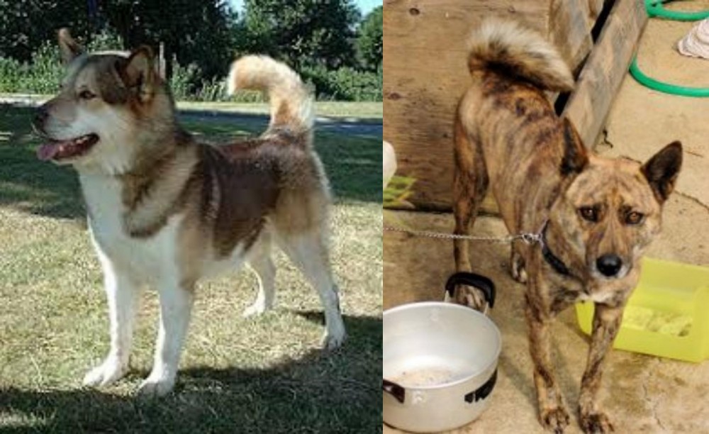 Ryukyu Inu vs Greenland Dog - Breed Comparison