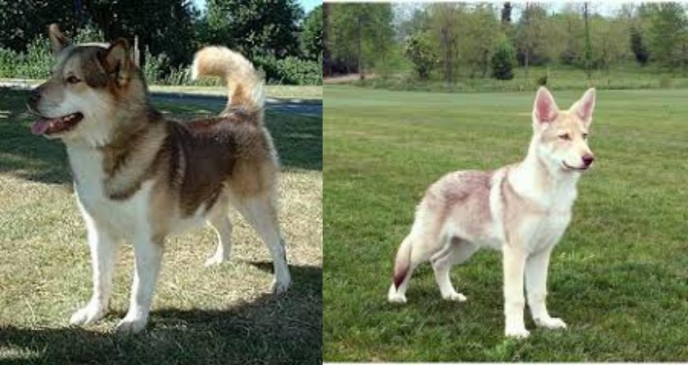 Saarlooswolfhond vs Greenland Dog - Breed Comparison