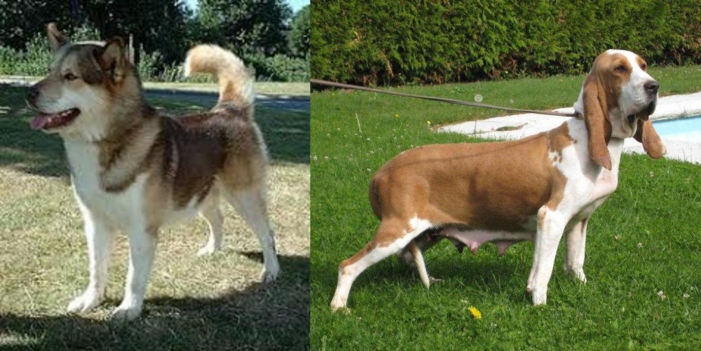 Sabueso Espanol vs Greenland Dog - Breed Comparison