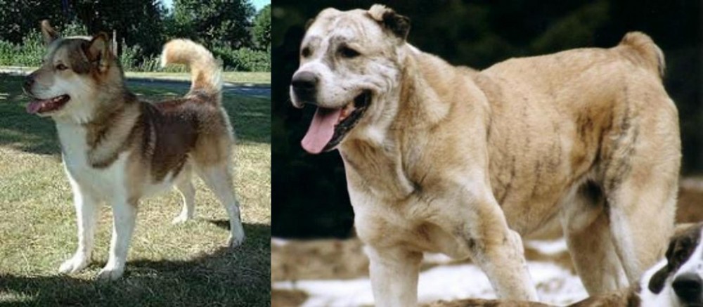 Sage Koochee vs Greenland Dog - Breed Comparison