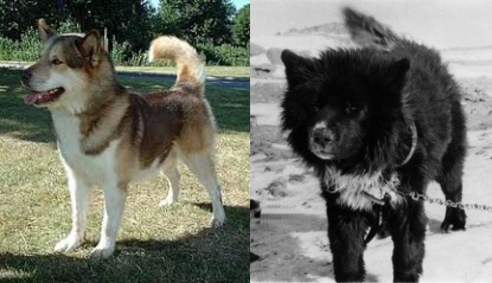 Sakhalin Husky vs Greenland Dog - Breed Comparison