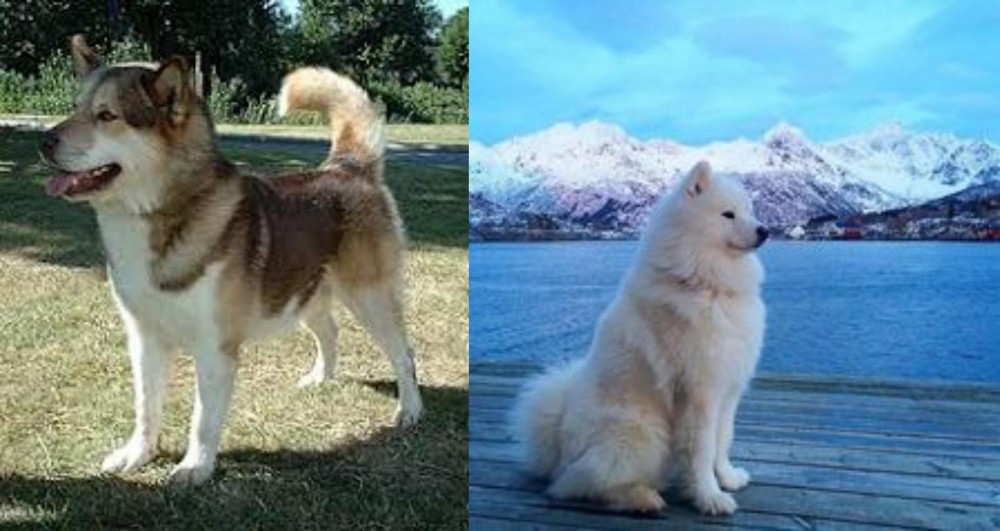 Samoyed vs Greenland Dog - Breed Comparison