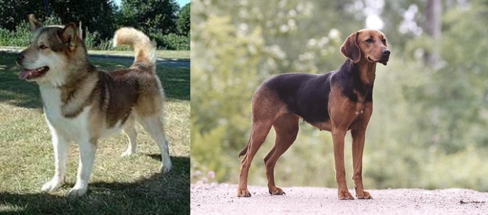 Schillerstovare vs Greenland Dog - Breed Comparison