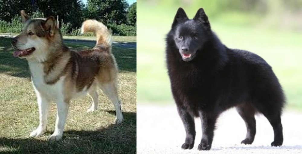 Schipperke vs Greenland Dog - Breed Comparison