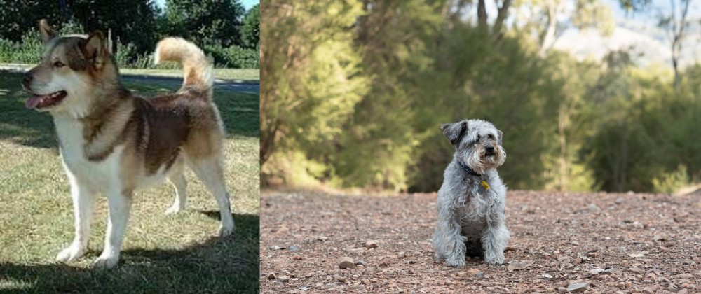Schnoodle vs Greenland Dog - Breed Comparison