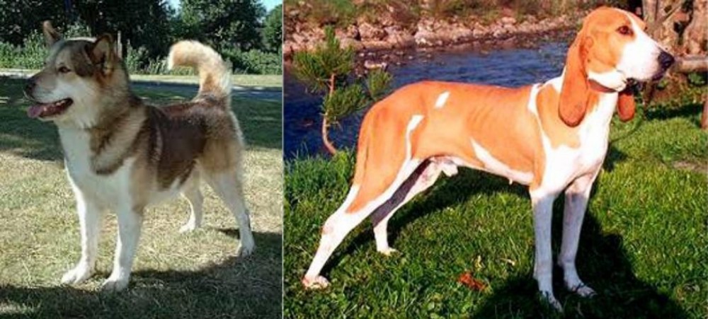 Schweizer Laufhund vs Greenland Dog - Breed Comparison