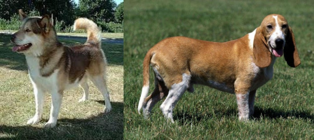 Schweizer Niederlaufhund vs Greenland Dog - Breed Comparison