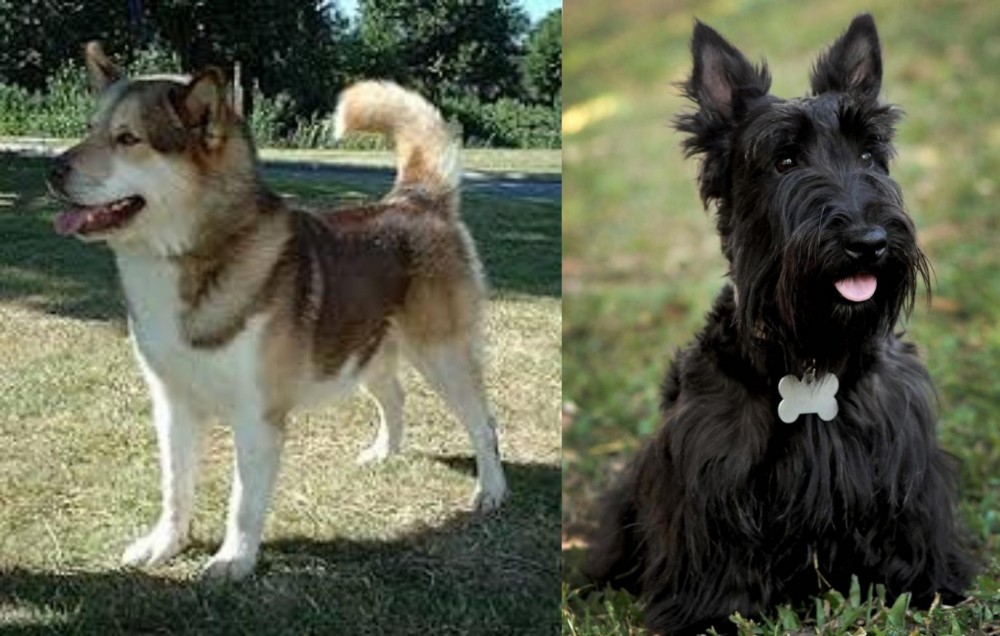 Scoland Terrier vs Greenland Dog - Breed Comparison