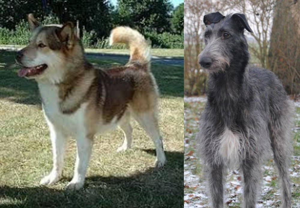 Scottish Deerhound vs Greenland Dog - Breed Comparison