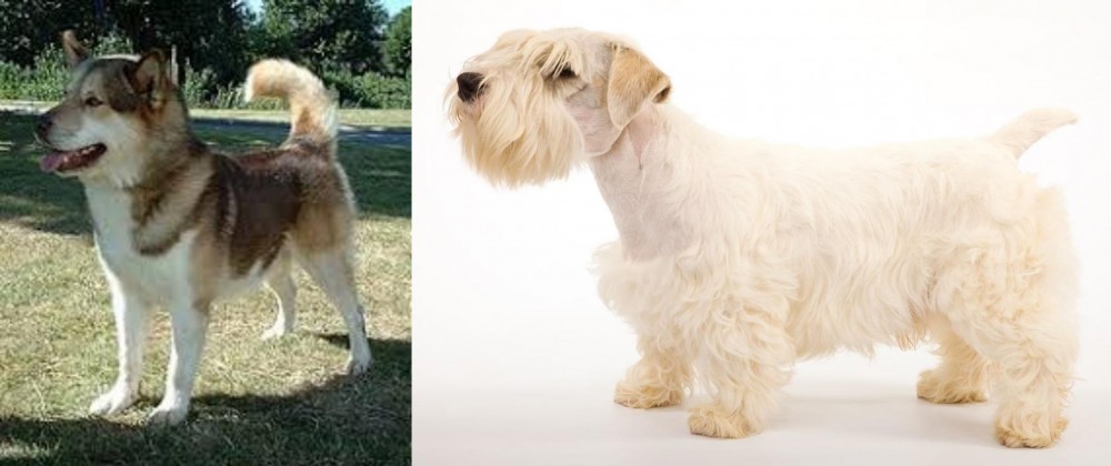 Sealyham Terrier vs Greenland Dog - Breed Comparison