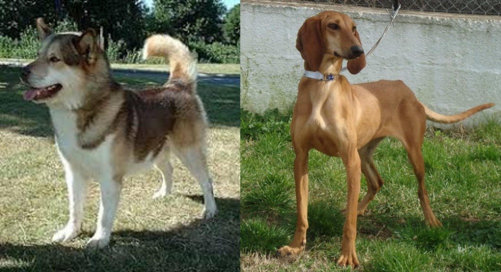 Segugio Italiano vs Greenland Dog - Breed Comparison