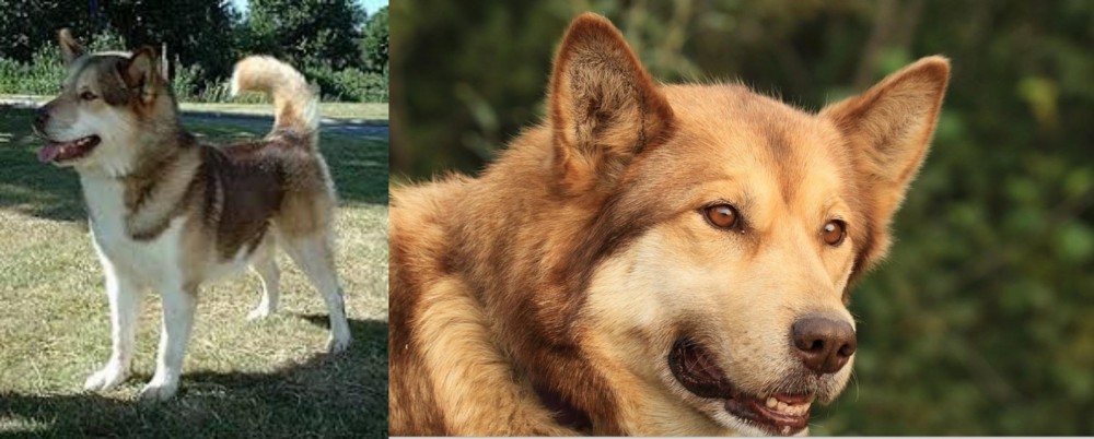 Seppala Siberian Sleddog vs Greenland Dog - Breed Comparison