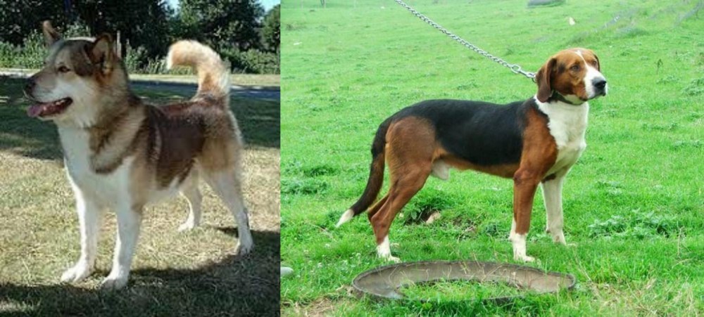 Serbian Tricolour Hound vs Greenland Dog - Breed Comparison