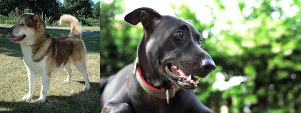 Shepard Labrador vs Greenland Dog - Breed Comparison
