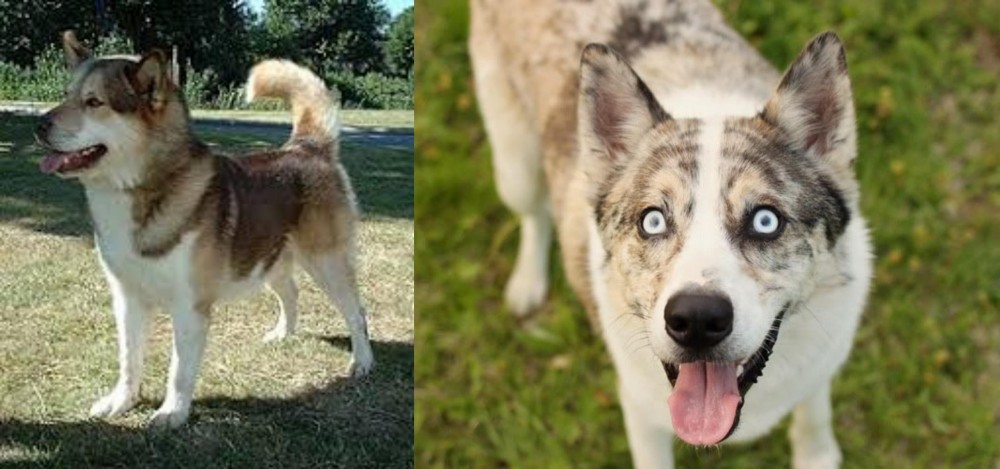 Shepherd Husky vs Greenland Dog - Breed Comparison