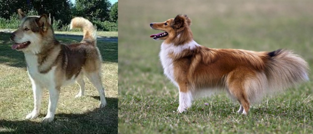 Shetland Sheepdog vs Greenland Dog - Breed Comparison