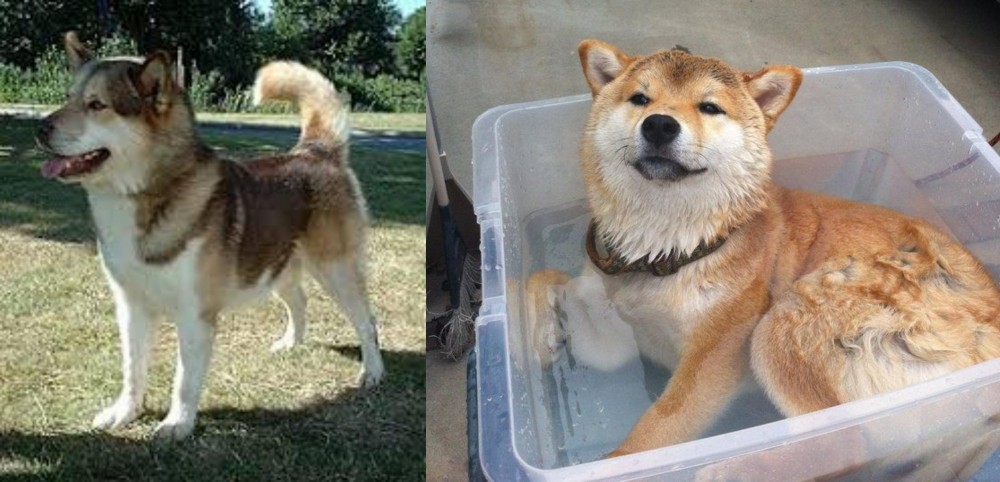 Shiba Inu vs Greenland Dog - Breed Comparison